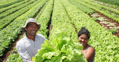 Produção Familiar de Orgânicos: Cultivando Sustentabilidade e Saúde